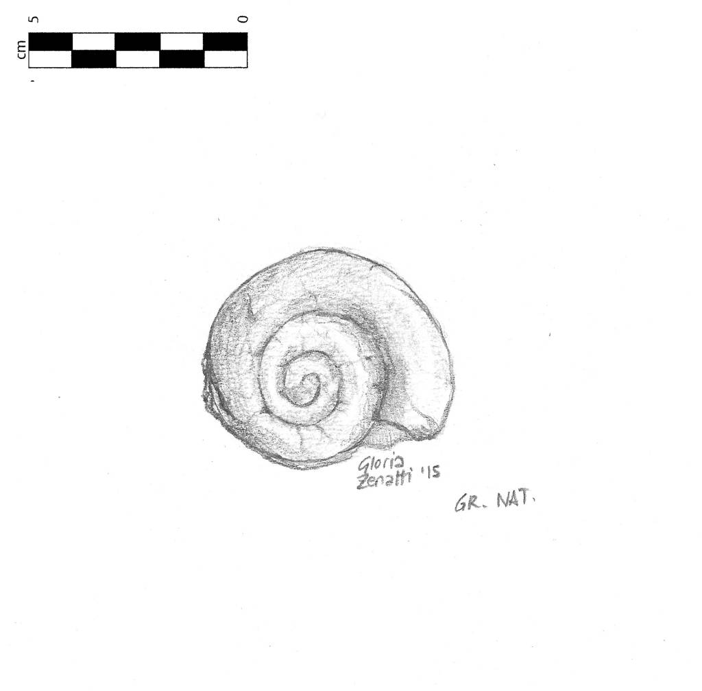 Ammonite da determinare (disegno)